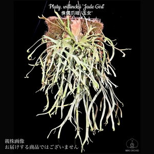 rJNV_ EBL[ 'WFChK[' (spore) (RE ϗtA  CeA ݂艺 Ǌ| ~j ^ ^  Platycerium willinckii 'Jade Girl' Eqc)