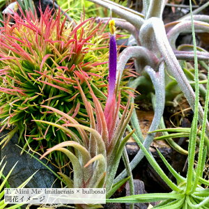 (i) `WA '~j~[' (No.22193) (GA[vc eBWA ϗtA  Ǌ| CeA ~j ^ ݂艺  ~gGVX × u{[T 'Mini Me' mitlaensis × bulbosa)