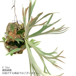 (i) rJNV_ 'GT' (pup) (No.41083) (RE ϗtA  CeA ݂艺 Ǌ| ~j ^  Platycerium peawchan Snow Queen F307 'Elsa')