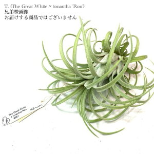 (i) `WA z('U OCgzCg' × CIi^ '') (No.21835) (GA[vc eBWA ϗtA  Ǌ| CeA ~j ^ ^ ݂艺  hybrid 'The Gre