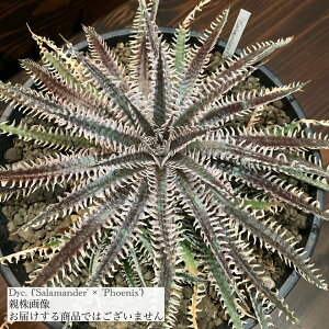 (i) fBbLA (T}_[ × tFjbNX) (No.62420) (ϗtA  Ǌ| CeA ~j ^ ݂艺  uA Dyckia hybrid salamander × phoenix)