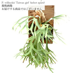 (i) rJNV_ EBL[ '^CK[' select spore (pup) (No.40661) (RE ϗtA  CeA ݂艺 Ǌ| ~j ^ ^  Platycerium willinckii 'Taiwan girl' spore)
