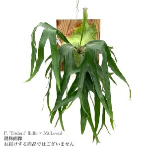 (i) rJNV_ 'gCfg' (TC) (No.40850) (RE ϗtA  CeA ݂艺 Ǌ| ~j ^ ^  z hybrid }EgCX × q[ Platycerium 'Trident' Mt.Lewi