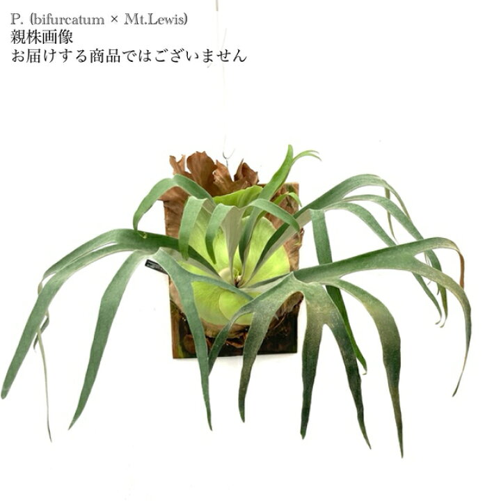 楽天市場】(現品) ビカクシダ (ビフルカツム × マウントルイス) (pup 