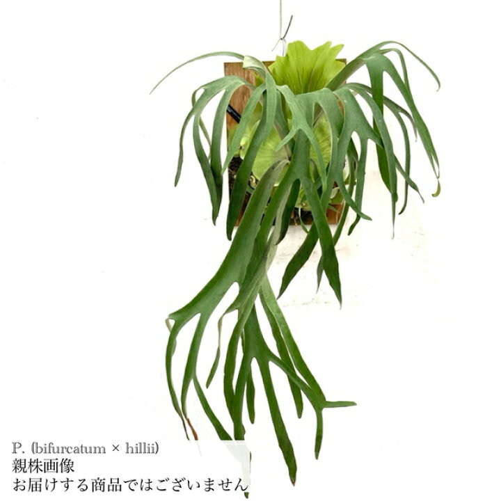 楽天市場】(現品) ビカクシダ (ビフルカツム × ヒリー) (pup) (No 
