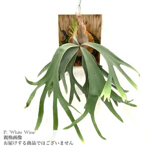 (i) rJNV_ 'zCgC' (pup) (No.41029) (RE ϗtA  CeA ݂艺 Ǌ| ~j ^ ^  EBL[ fBo[VtHE Platycerium 'White Wine')