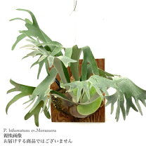 楽天市場】ビフルカツムの通販