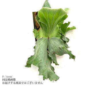 (i) rJNV_ 'AeBX' (spore) (No.41090) (RE ϗtA  CeA ݂艺 Ǌ| ~j ^ ^  AfBi × Gt@geBX Platycerium 'Antis' andinum × 