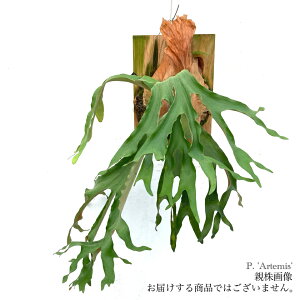 (i) rJNV_ 'Ae~X' (pup) (No.40741) (RE ϗtA  CeA ݂艺 Ǌ| ~j ^ ^  AVRl × NAhfBRg} Platycerium 'Artemis' alcicorn