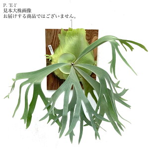 (i) rJNV_ 'E-1' (TC) (No.41087) (RE ϗtA  CeA ݂艺 Ǌ| ~j ^ ^  Platycerium bifurcatum sp. white N)