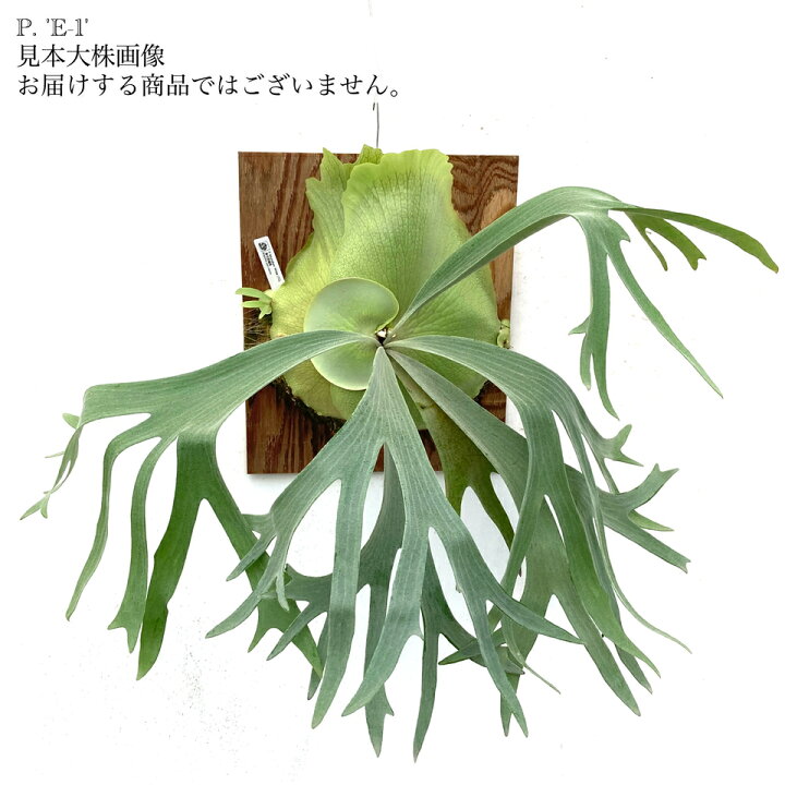 楽天市場】(現品) ビカクシダ 