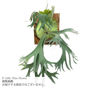 (i) rJNV_ q[ '~XAi' (pup) (No.41086) (RE ϗtA  CeA ݂艺 Ǌ| ~j ^ ^  hillii Platycerium hillii 'Miss Moana')