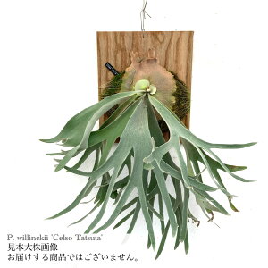 (i) rJNV_ EBL[ 'Z\^c^' (TC) (No.40785) (RE ϗtA  CeA ݂艺 Ǌ| ~j ^ ^  Platycerium willinckii 'Celso Tatsuta')