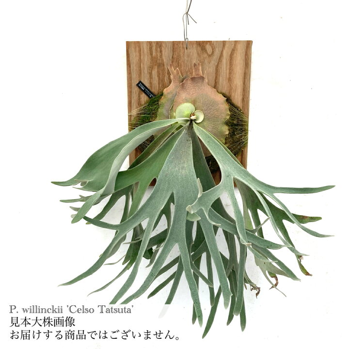 楽天市場】(現品) ビカクシダ ウィリンキー 