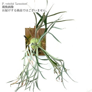 (i) rJNV_ r[`[ 'ClC' (pup) (No.40888) (RE ϗtA  CeA ݂艺 Ǌ| ~j ^ ^  B[`[ xC`[ Platycerium veitchii 'Lemoinei')