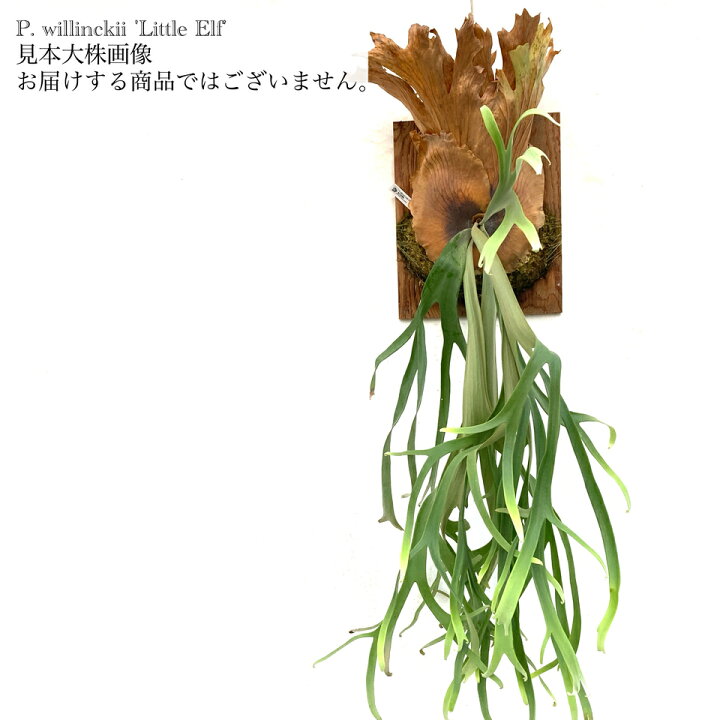 楽天市場】(現品) コウモリラン ウィリンキー 