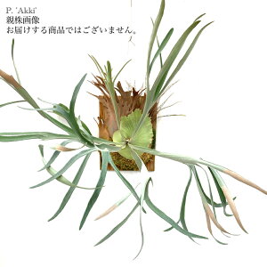 (i) rJNV_ r[`[ 'AbL' (pup) (No.40921) (RE ϗtA  CeA ݂艺 Ǌ| ~j ^ ^  B[`[ xC`[ Platycerium 'Akki')