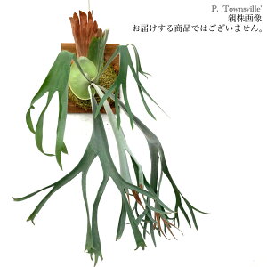 (i) rJNV_ rtJc '^EYr' (pup) (No.41006) (RE ϗtA  CeA ݂艺 Ǌ| ~j ^ ^  Platycerium bifurcatum 'Townsville')