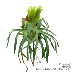 (i) rJNV_ 'tH[h' (pup) (No.40996) (RE ϗtA  CeA ݂艺 Ǌ| ~j ^ ^  Platycerium 'Mulford')