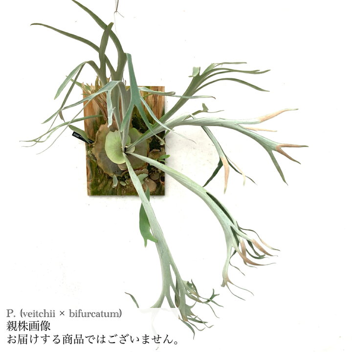 楽天市場】(現品) ビカクシダ (ビーチー × ビフルカツム) (pup) (No 