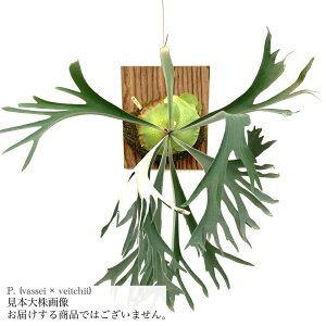 (i) rJNV_ (obZC × r[`[) (TC) (No.40690) (RE ϗtA  CeA ݂艺 Ǌ| ~j ^ ^  AVRl }_KXJ Platycerium hybrid vassei × veit