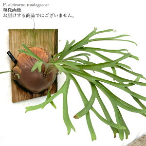 (���i) �r�J�N�V�_ �A���V�R���l �}�_�K�X�J�� (pup) (No.41186) (�R�E�������� �ϗt�A�� ������� �C���e���A �݂艺�� �Ǌ|�� �~�j ���^ ��^ ���� Platycerium alcicorne madagascar)