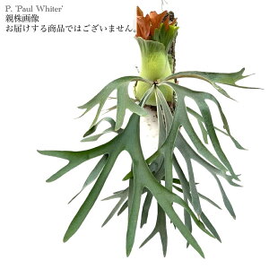 (i) rJNV_ '|[zC^[' (pup) (No.40848) (RE ϗtA  CeA ݂艺 Ǌ| ~j ^  EBL[ × |[EF[o[ Platycerium 'Paul Whiter' willinck