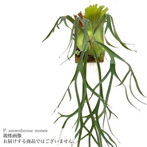(現品) ビカクシダ 'ジーゼンヘンネ ムタテ' (pup) (No.41047) (コウモリラン 観葉植物 おしゃれ インテリア 吊り下げ 壁掛け ミニ 小型 大型 室内 Platycerium bifurcatum 'zeesenhenne mutate')