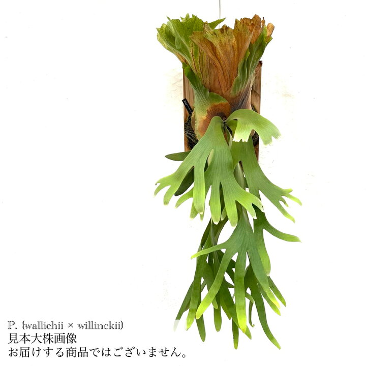 楽天市場】(現品) ビカクシダ (ワリチー × ウィリンキー) (TC) (No 