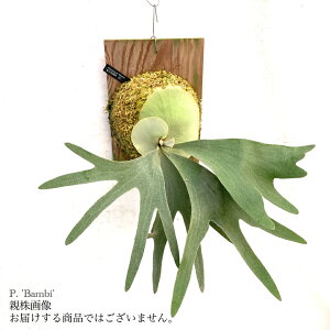 (i) rJNV_ 'or' (pup) (No.41023) (RE ϗtA  CeA ݂艺 Ǌ| ~j ^ ^  Platycerium 'Bambi')