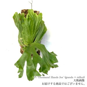 (i) rJNV_ 'TEUhnhW[' (TC) (No.40678) (RE ϗtA  CeA ݂艺 Ǌ| ~j ^  Of × hC Platycerium 'Thousand Hands Joe' grande ridl