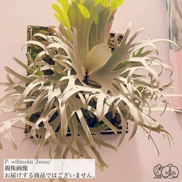 楽天市場】(現品) ビカクシダ ウィリンキー 