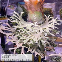 楽天市場】ビカクシダ ウィリンキー（花・観葉植物｜花・ガーデン・DIY 