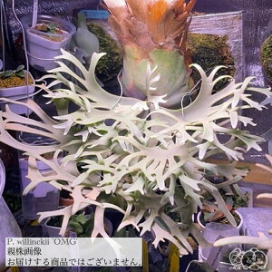 (i) rJNV_ EBL[ 'OMG' (TC) (No.41118) (RE ϗtA  CeA ݂艺 Ǌ| ~j ^ ^  Platycerium willinckii Nc)