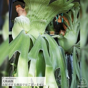 (i) rJNV_ AfBi (pup) (No.40811) (RE ϗtA  CeA ݂艺 Ǌ| ~j ^ ^  Platycerium andinum)