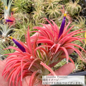 `WA CIi^ 't@Ee' (GA[vc eBWA ϗtA  Ǌ| CeA ~j ^ ݂艺  ionantha 'Fountain')