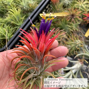 `WA CIi^ 't@C[NbJ[' (GA[vc eBWA ϗtA  Ǌ| CeA ~j ^ ݂艺  ionantha 'Firecracker')