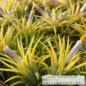 `WA CIi^ 'u[AChhCh' (GA[vc eBWA ϗtA  Ǌ| CeA ~j ^ ݂艺  ionantha 'Blue Eyed Druid')