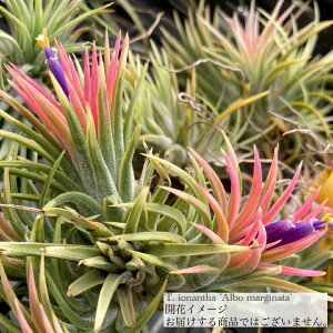 (i) `WA CIi^ 'A{}[Wi[^' (No.22075) (GA[vc eBWA ϗtA  Ǌ| CeA ~j ^ ݂艺  A{}Mi[^  ionantha