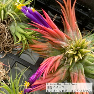 `WA CIi^ 'w[[ibc' (GA[vc eBWA ϗtA  Ǌ| CeA ~j ^ ݂艺  ionantha 'Hazel Nut')