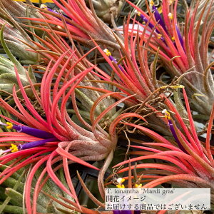 `WA CIi^ '}fBOX' (GA[vc eBWA ϗtA  Ǌ| CeA ~j ^ ݂艺  ionantha 'Mardi Gras')