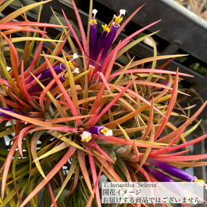 `WA CIi^ 'ZN^' (GA[vc eBWA ϗtA  Ǌ| CeA ~j ^ ݂艺  ionantha 'Selecta')