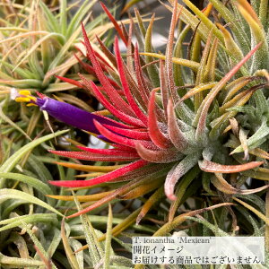 `WA CIi^ 'LVR' (GA[vc eBWA ϗtA  Ǌ| CeA ~j ^ ݂艺  ionantha 'Mexico')
