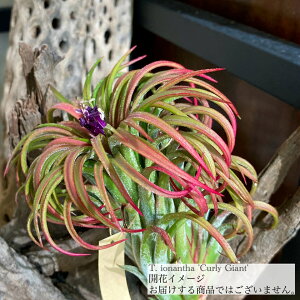 `WA CIi^ 'J[[WCAg' (GA[vc eBWA ϗtA  Ǌ| CeA ~j ^ ݂艺  ionantha 'Curly Giant')