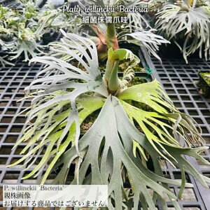 rJNV_ EBL[ 'oNeA' (spore) (RE ϗtA  CeA ݂艺 Ǌ| ~j ^ ^  Platycerium willinckii 'Bacteria' Eqc)