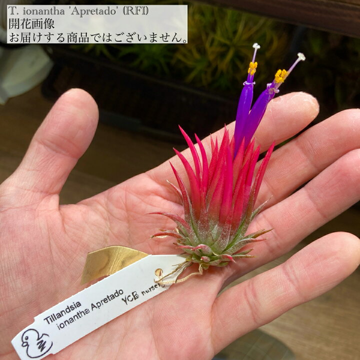 楽天市場】(現品) チランジア イオナンタ 