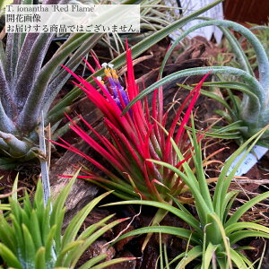 (i) `WA CIi^ 'bht[' (No.22231) (GA[vc eBWA ϗtA  Ǌ| CeA ~j ^ ݂艺  ionantha 'Red Flame')