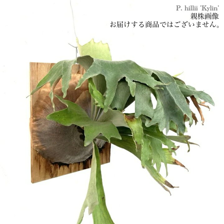 楽天市場】(現品) ビカクシダ ヒリー cv.キリン (pup) (No.40547 