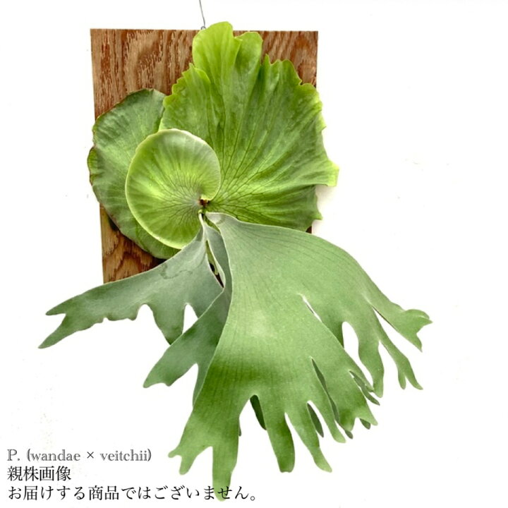 楽天市場】(現品) ビカクシダ (ワンダエ × ビーチー) (No.40872 