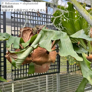 (i) rJNV_ (rtJc × Gt@geBX) (TC) (No.41131) (RE ϗtA  CeA ݂艺 Ǌ| ~j ^ ^  Platycerium hybrid bifurcatum × elephantotis 